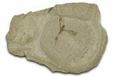 Fossil Wasp (Hymenoptera) with Preserved Ovipositor - Utah #368765-1